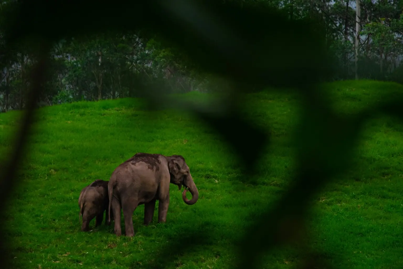 Kerala WILDLIFE Tour Packages