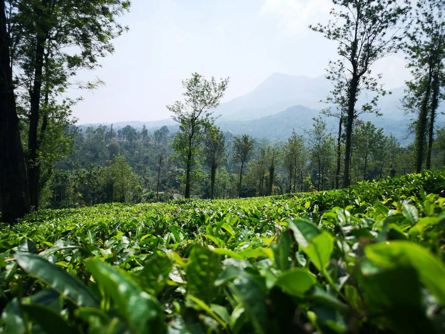 Kerala Tour Packages