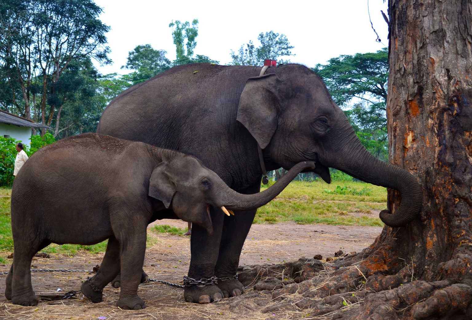 Dubare Elephant Camp