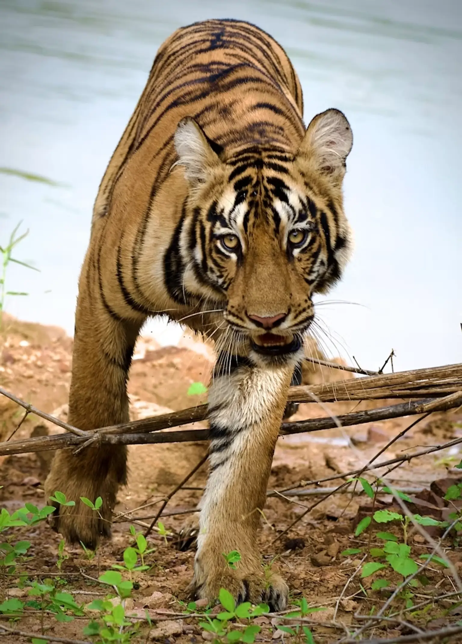 Ranthambore National Park Safari