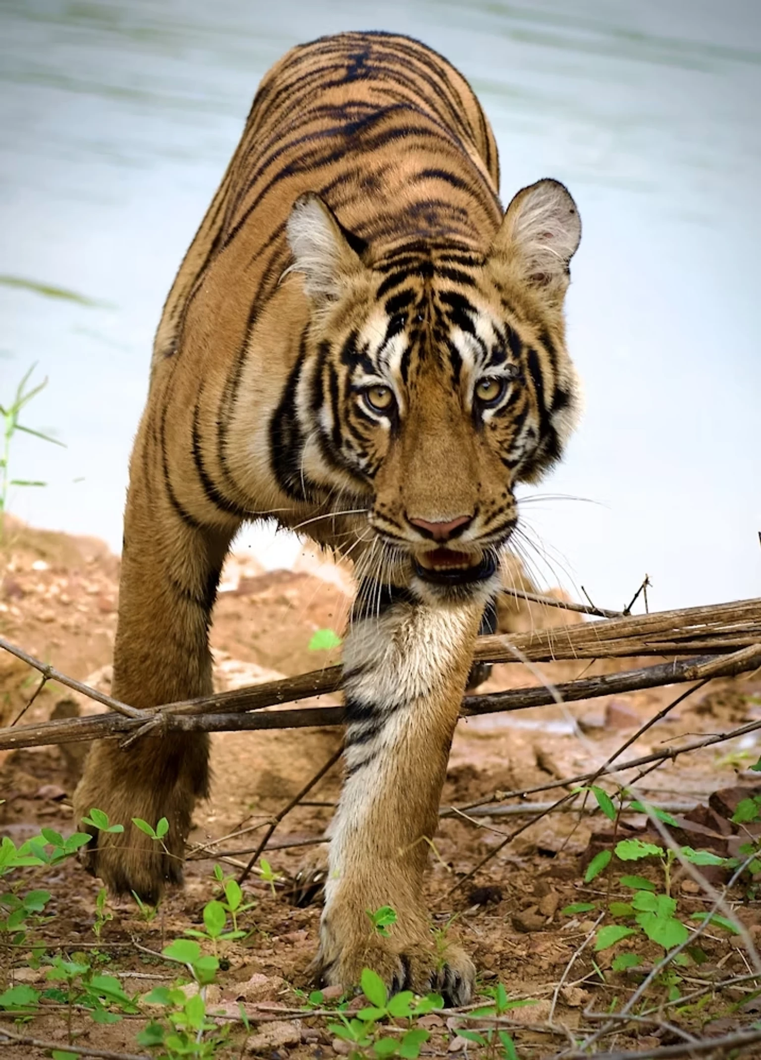 Ranthambore National Park Safari