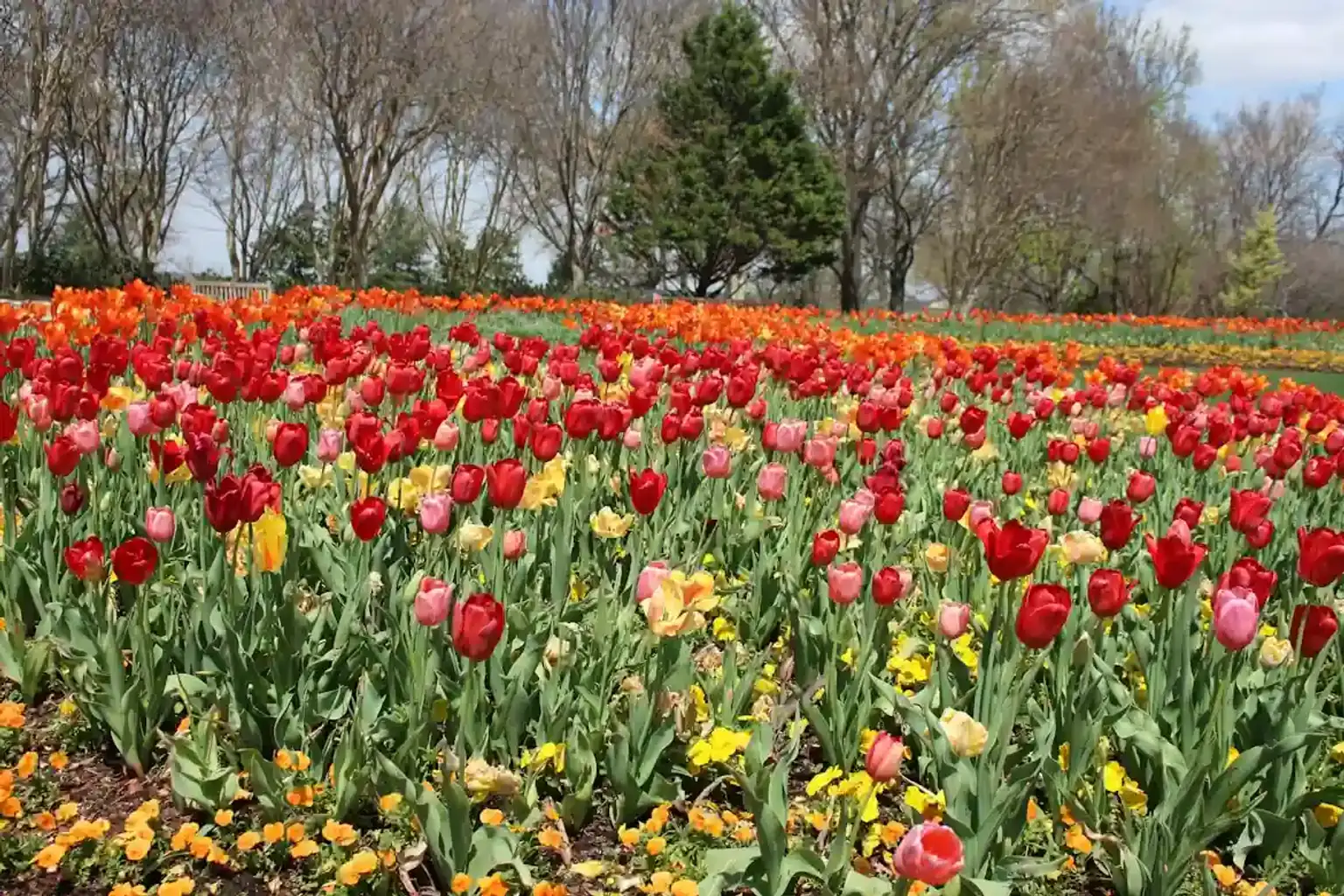 Dallas Arboretum, Museum of Art & Deep Ellum
