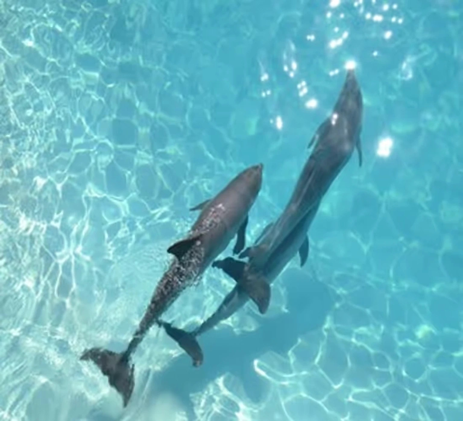 Day at leisure or optional Dhoni ride in search of wild dolphins over the Indian Ocean.