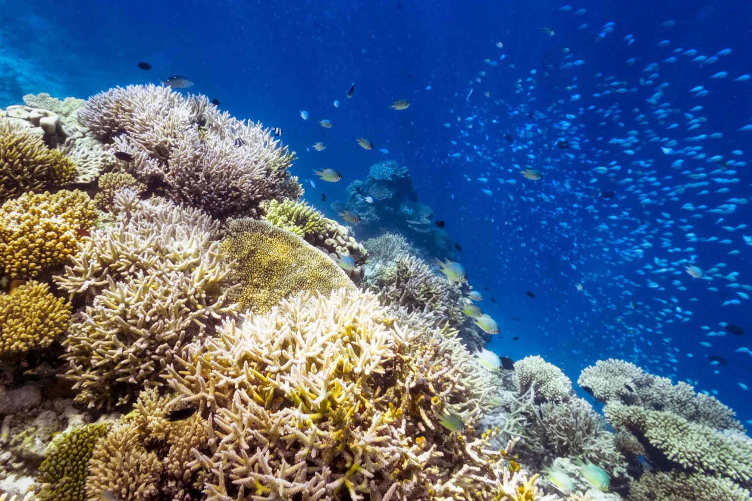 Day at leisure or optional Meedhupparu’s house reef. The reef is alive with table corals and vibrant hard coral formations.