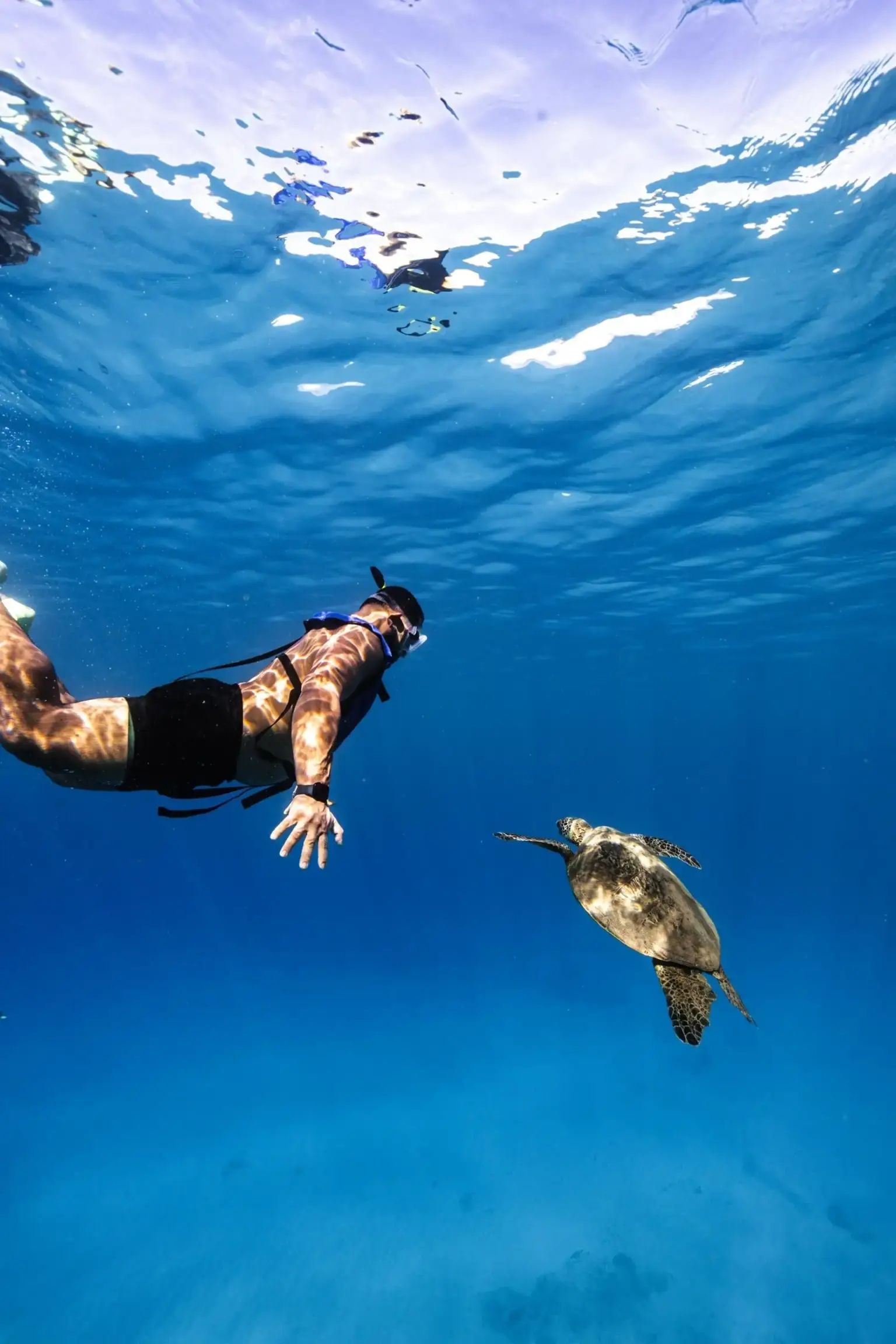 Turtle Canyon Snorkeling Tour