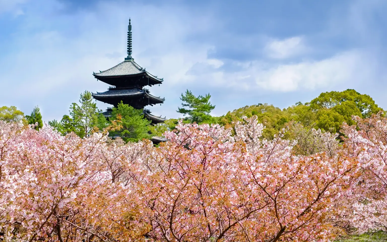 Kyoto & Nara Full Day Tour