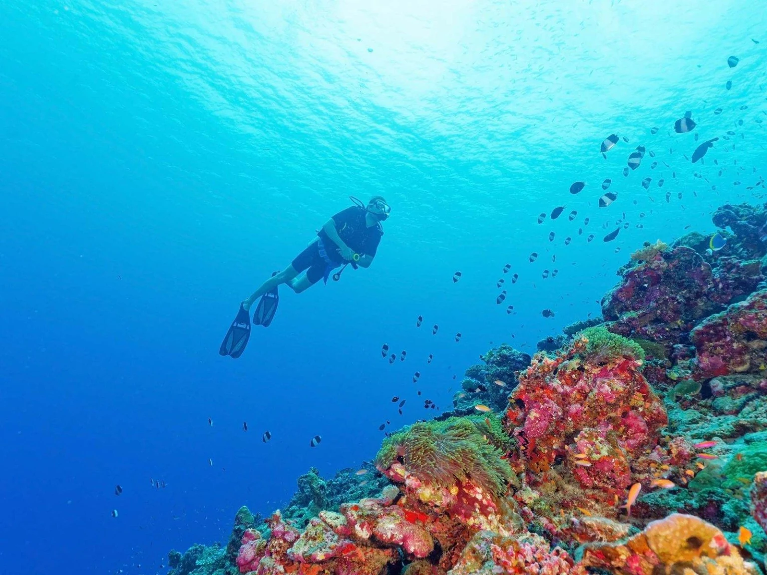 Day at leisure or optional diving experience to explore under water in it’s richest sense. Enjoy the wonderful scenes that could only be found under the rippling waves of the sea.