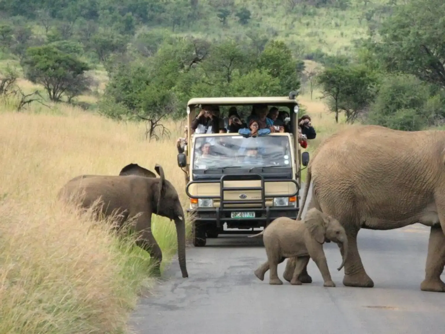 Game Drives at Pilanesberg National Park