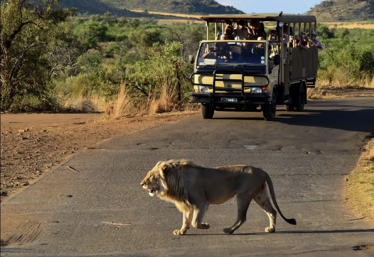 Morning Safari Game Drive