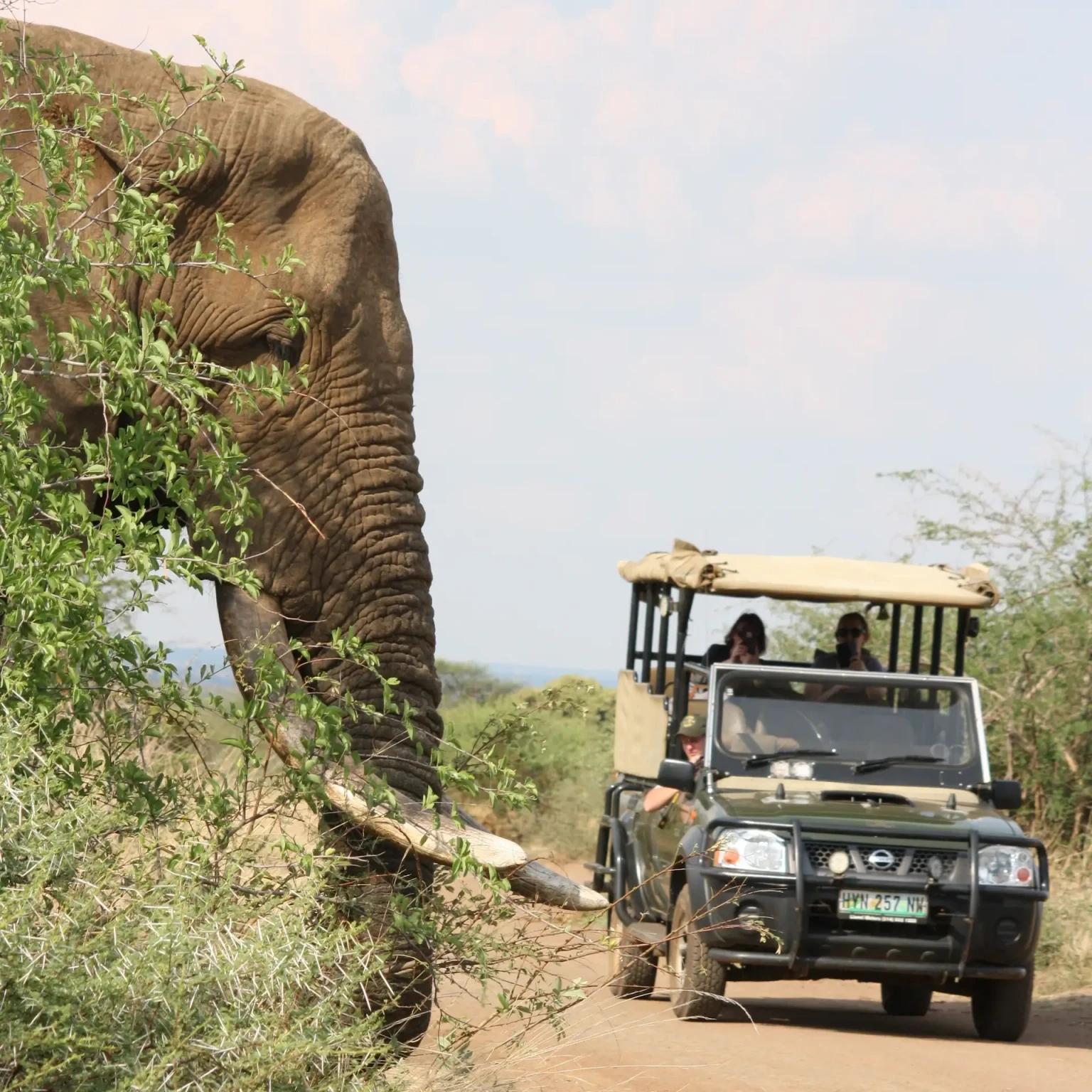 Full Day Game Drive inside Kruger National Park