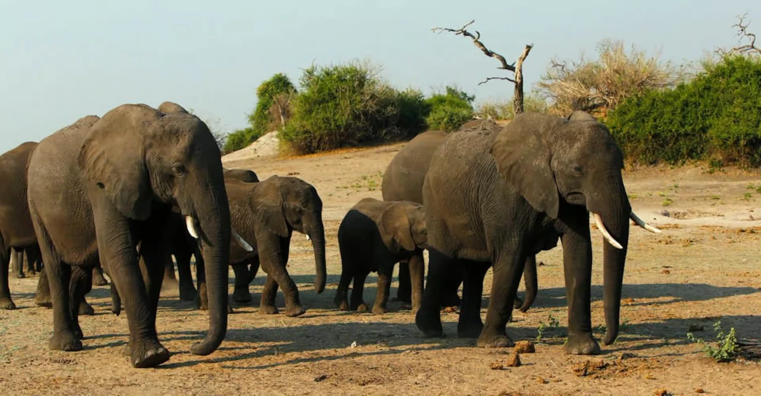 Morning Safari Game Drive