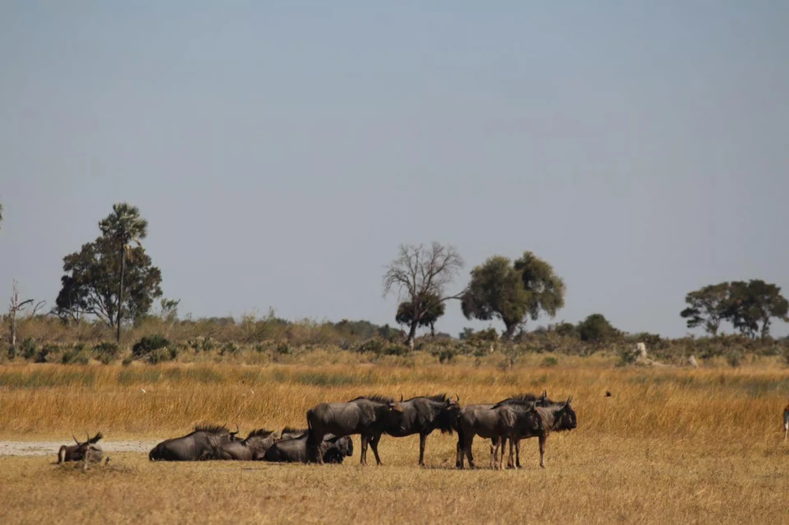 Game Drives