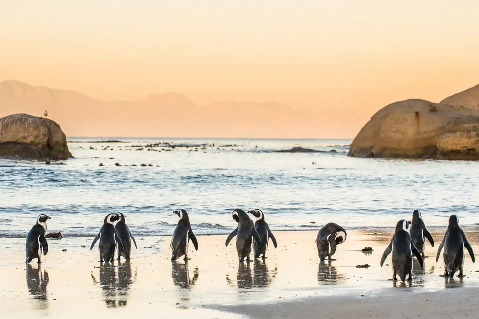 Penguins & Cape of Good Hope Day Tour with Pickup