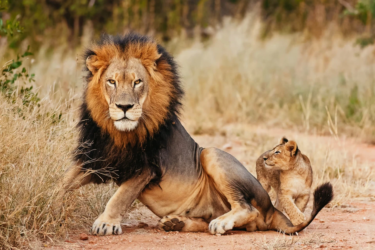 Full Day Safari in Aquila Game Reserve