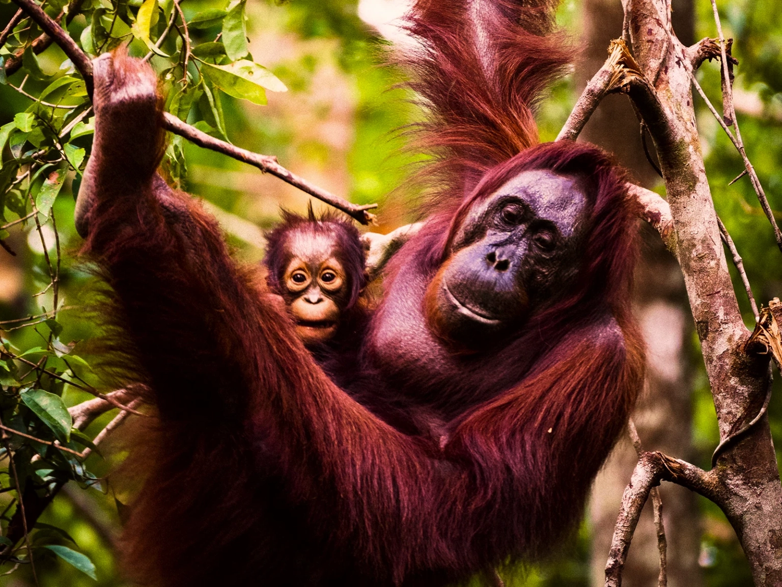 Bali Wild Kingdom