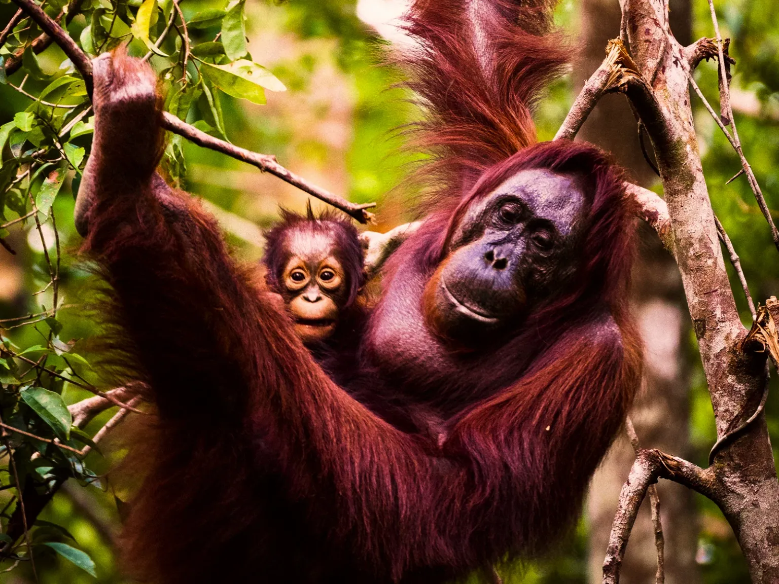 Bali Wild Kingdom