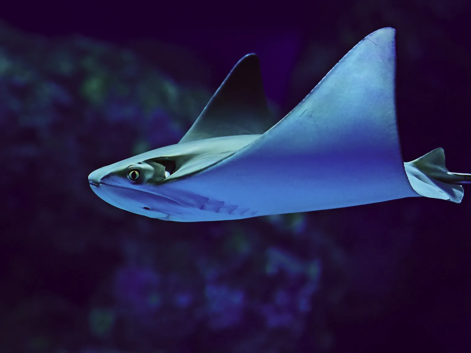 Bali Wildlife Explorer