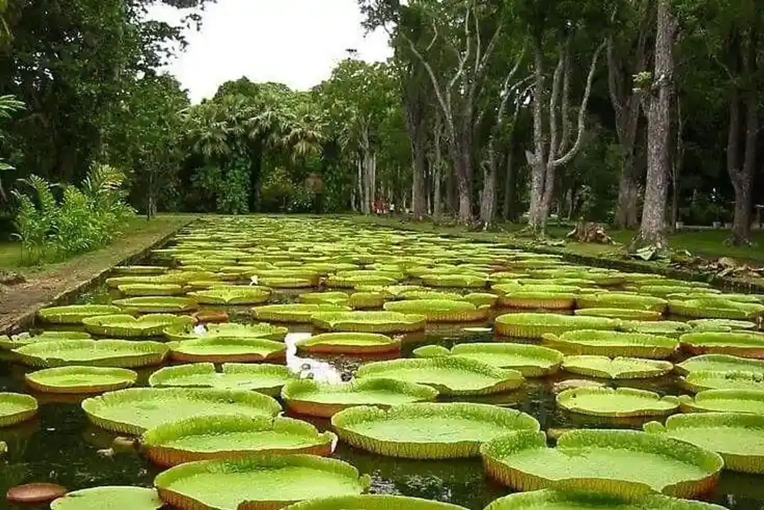 C Mauritius Resort