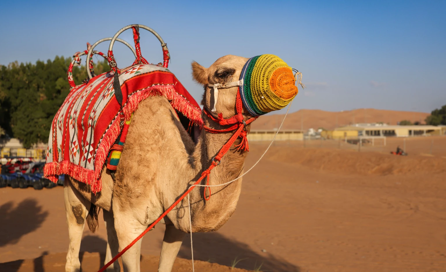 Desert Safari2.jpg