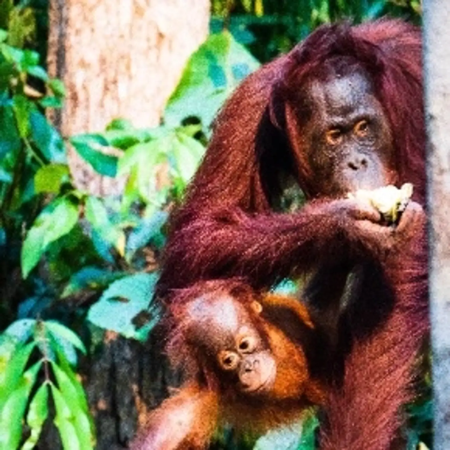 Bali holiday package showcasing vibrant landscapes and luxurious accommodations.