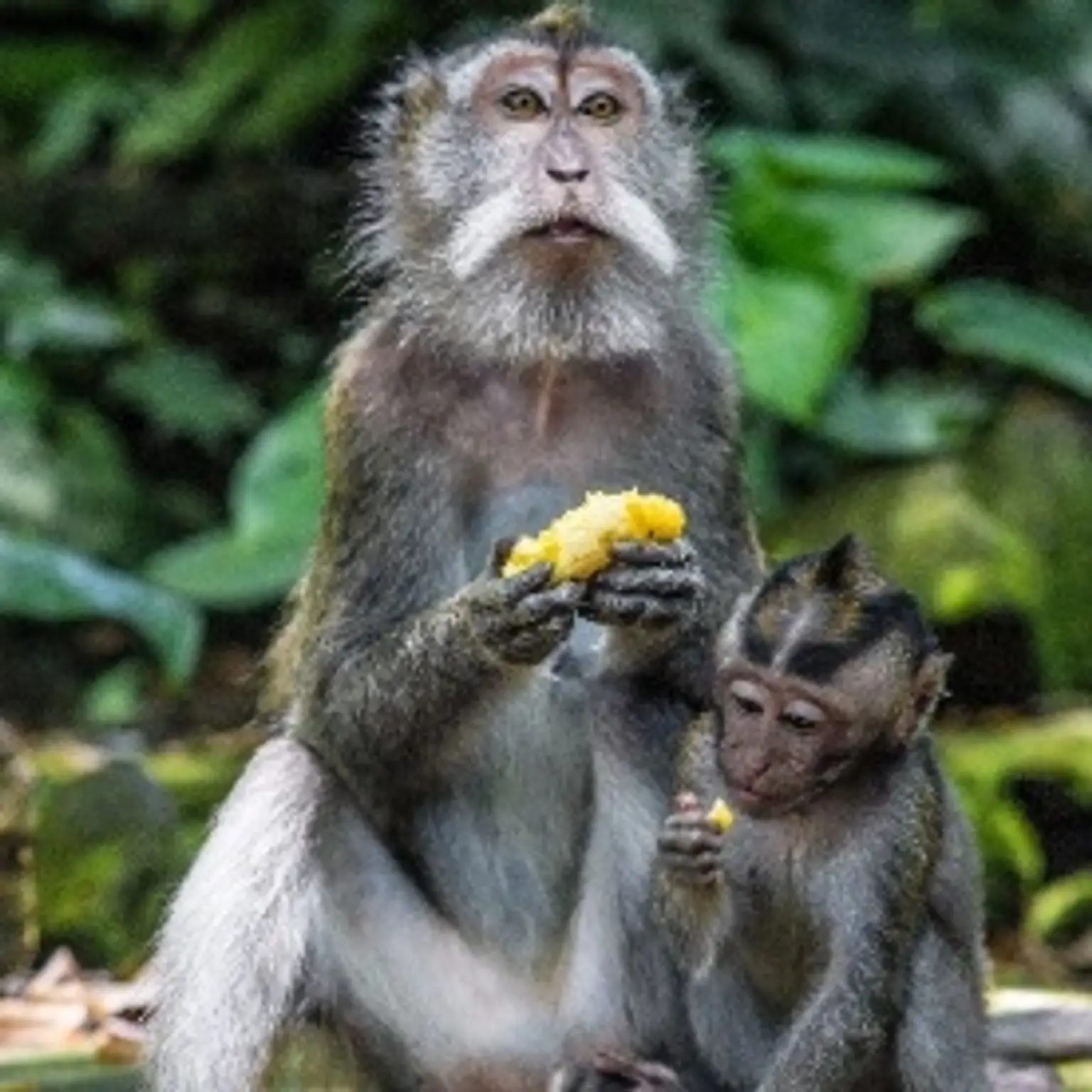 Bali holiday packages featuring stunning landscapes, cultural experiences, and vibrant local attractions.