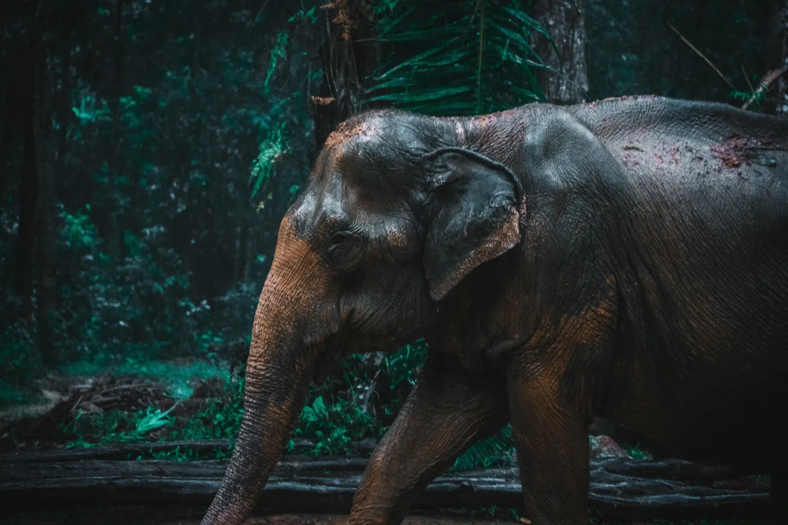Singapore Adventure & Night Safari