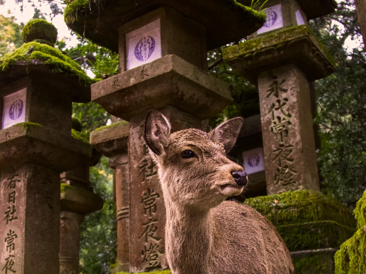 Japan Wildlife Explorer