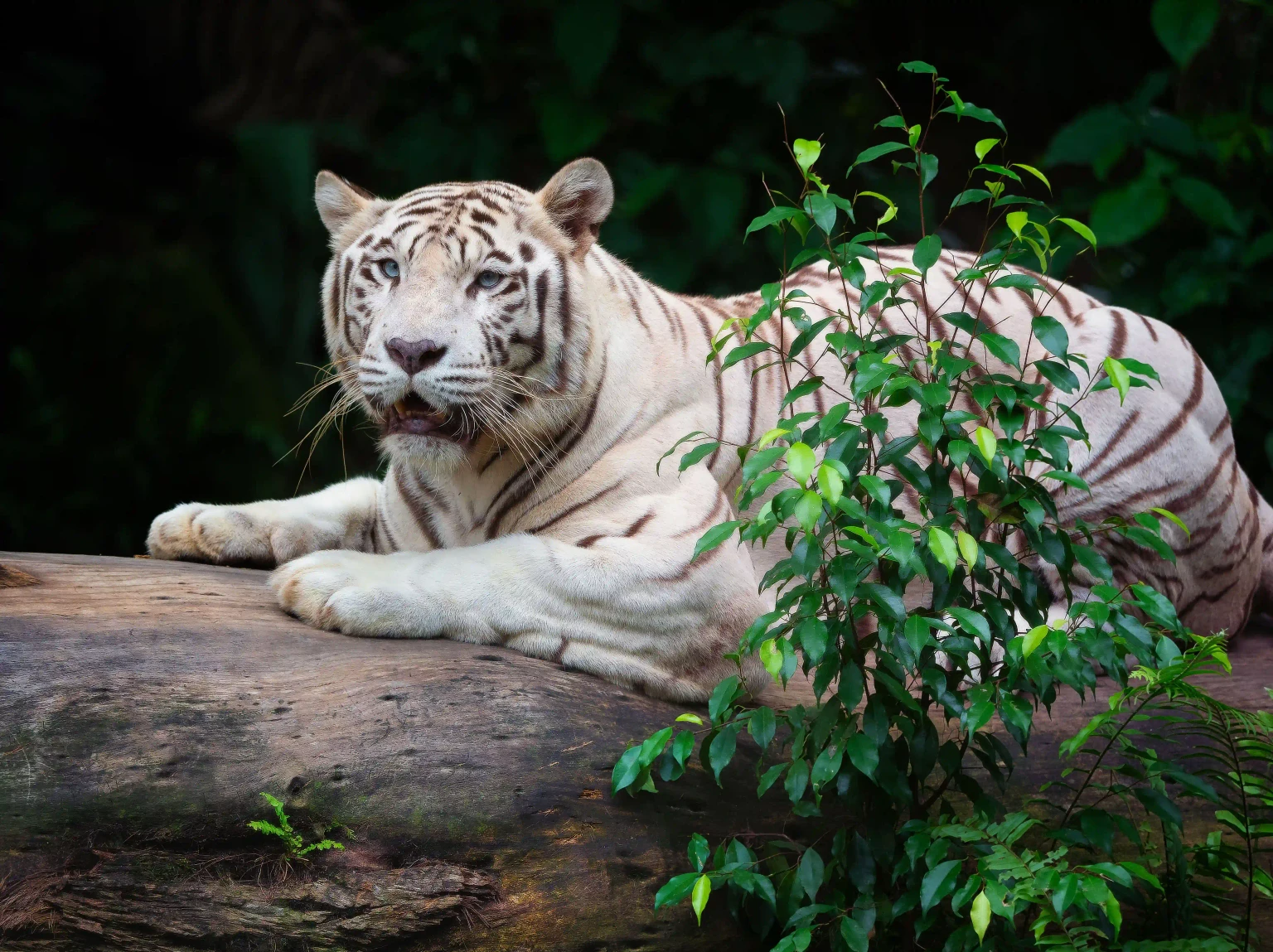night safari singapore1.jpg