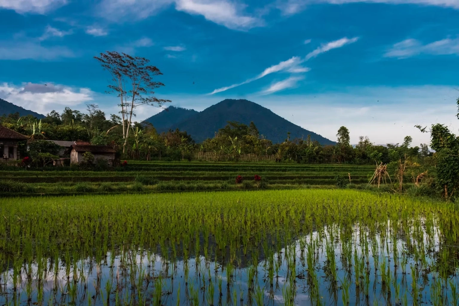 Rice Fields.avif