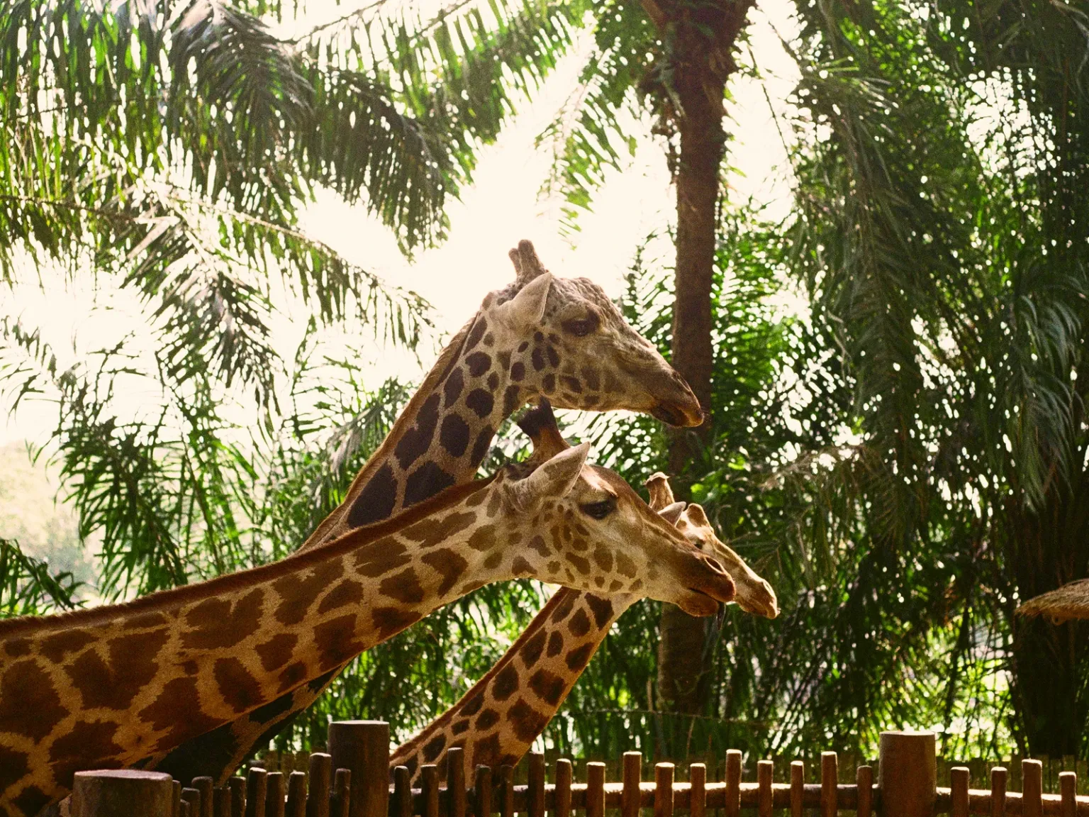 Singapore Wild Kingdom
