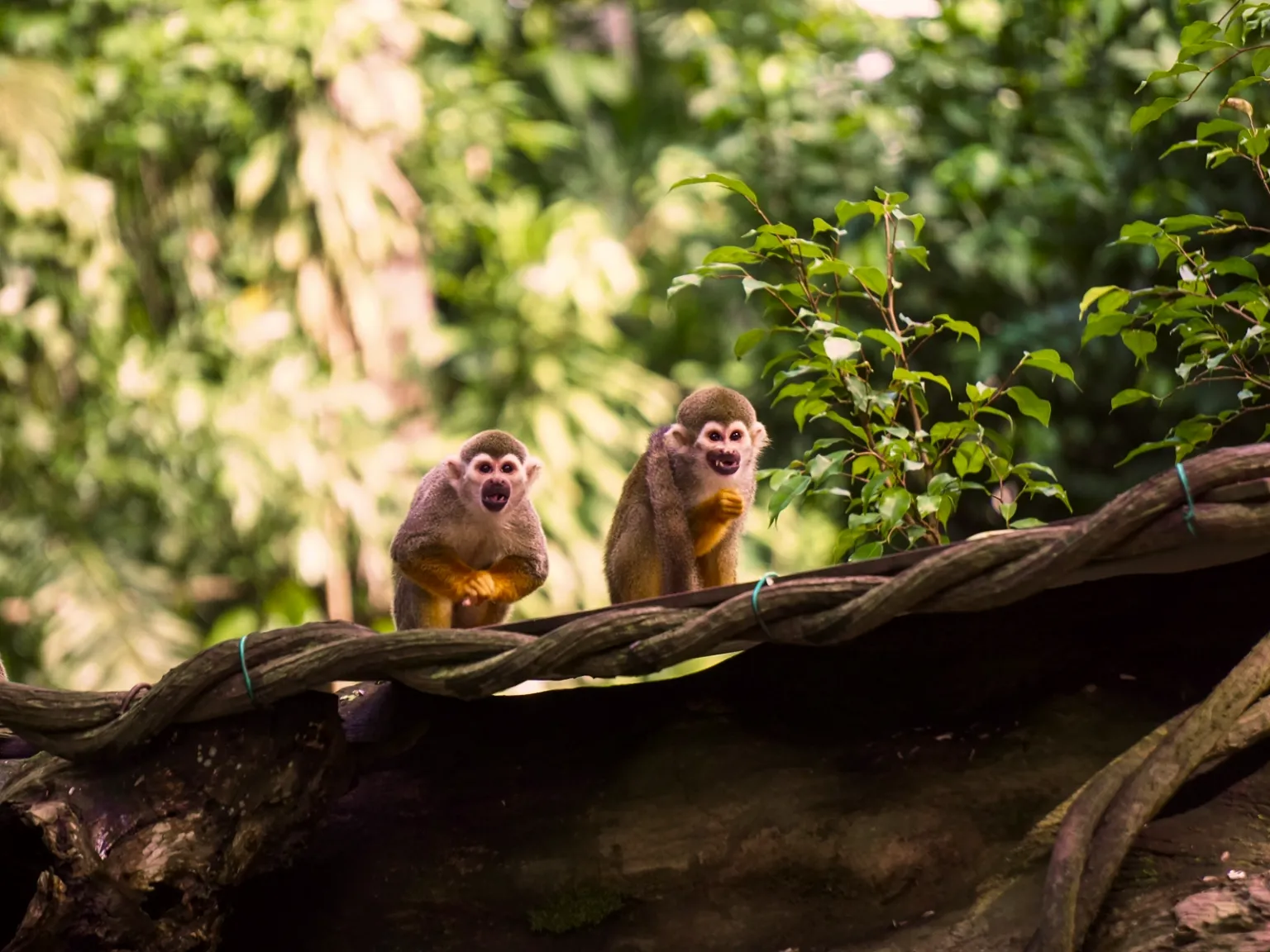 Singapore Wildlife Explorer