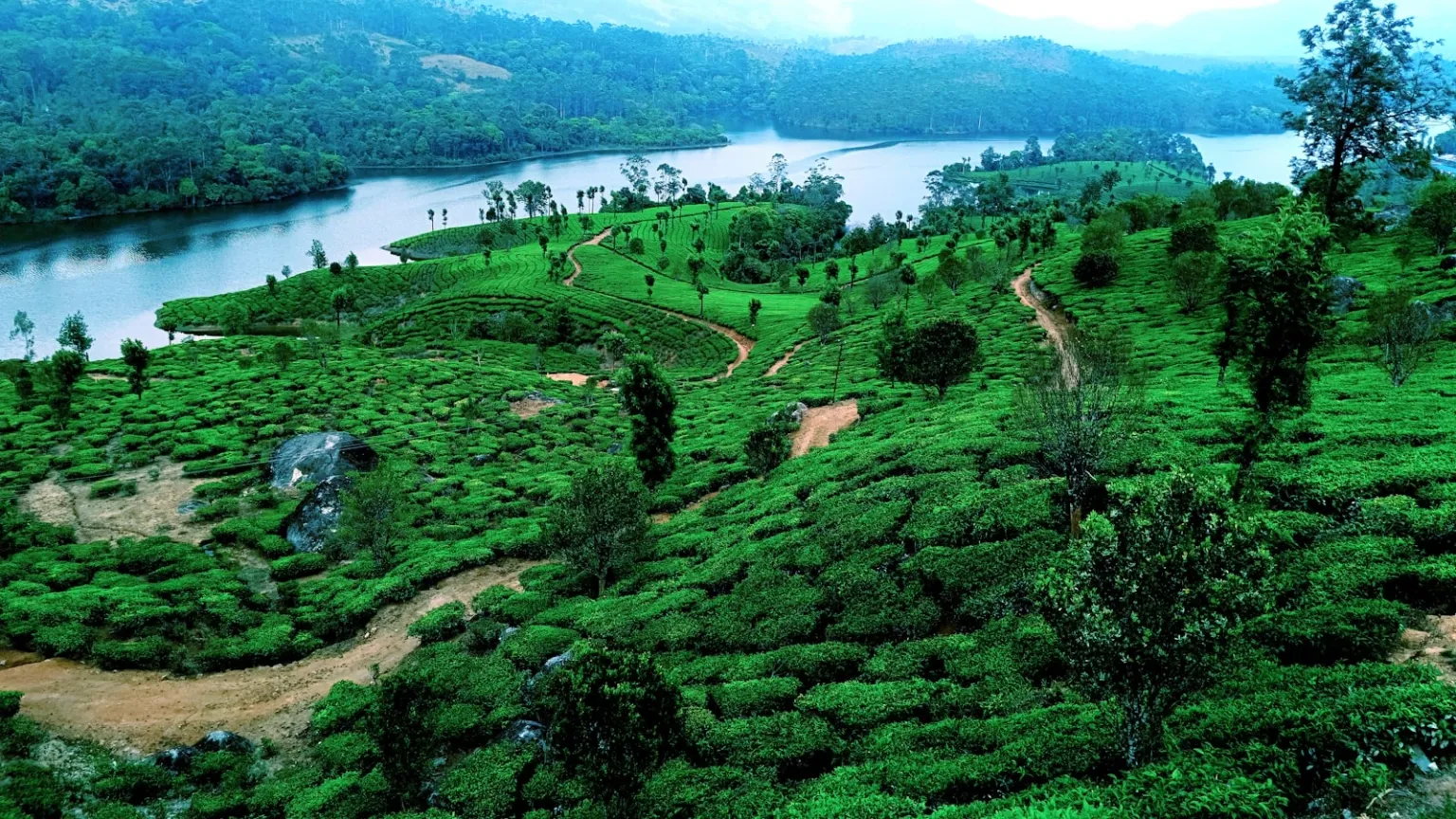 tea_museum_kerala_ht_category_pages_x-1MZu3-cak.jpg