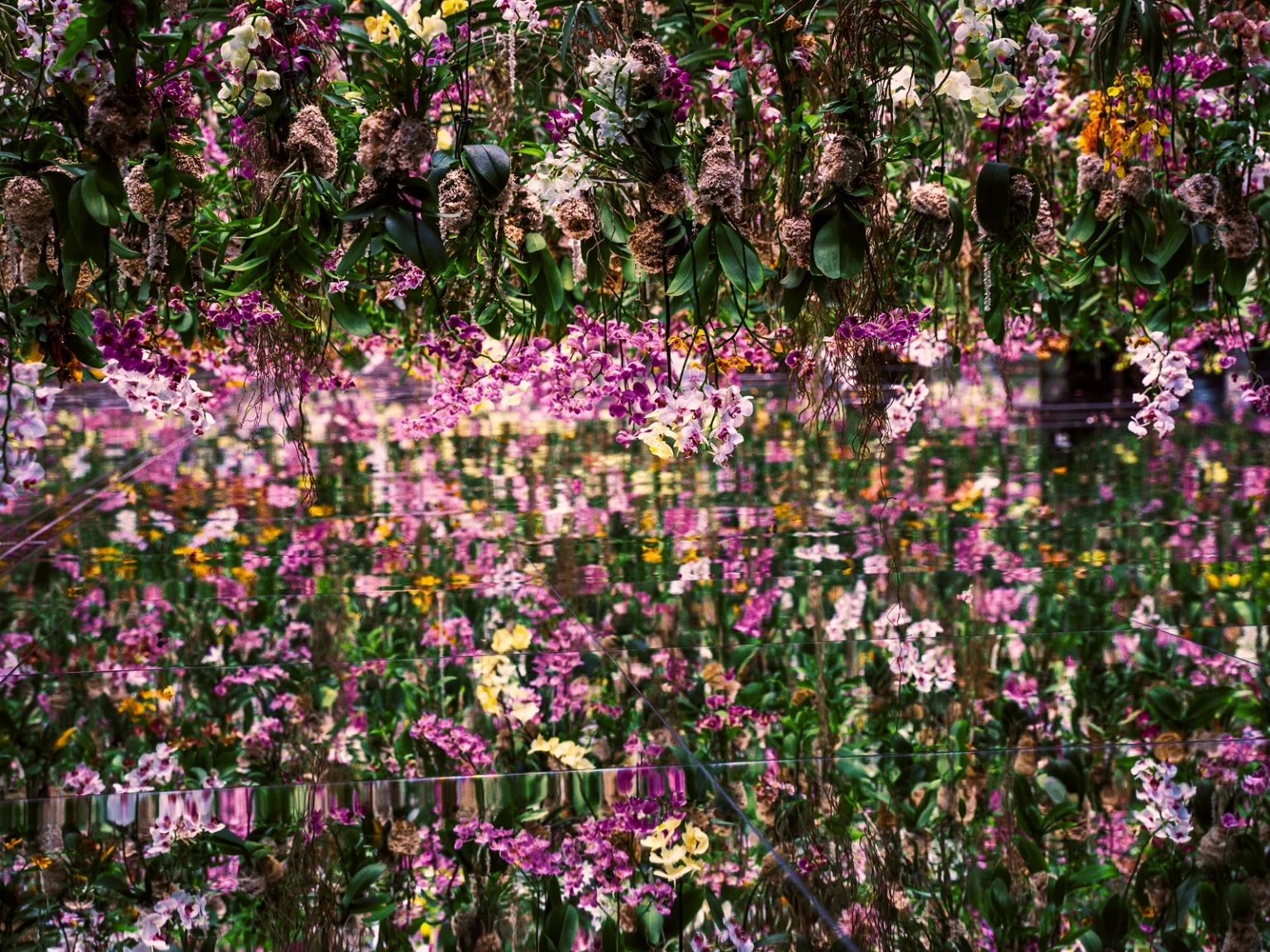 TeamLab Digital Dreams