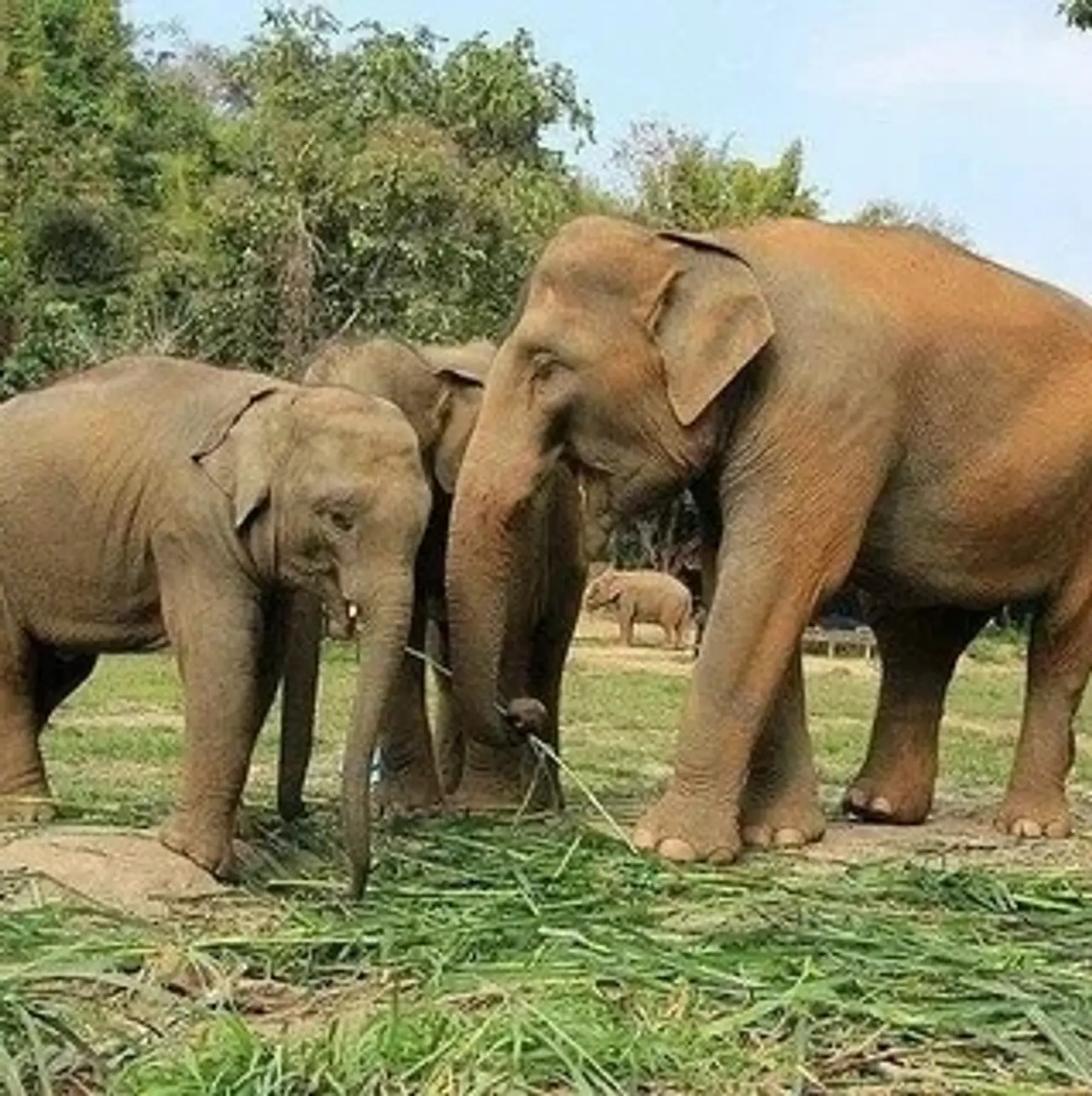 Colorful holiday packages featuring tropical adventures in Thailand.