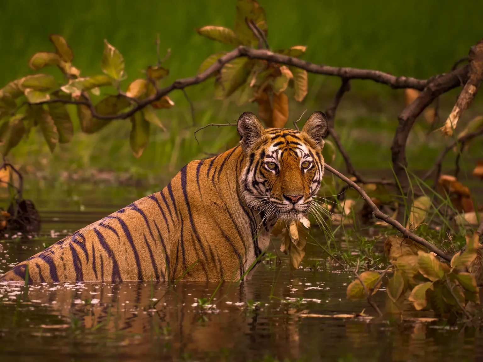 Thailand Wild Kingdom