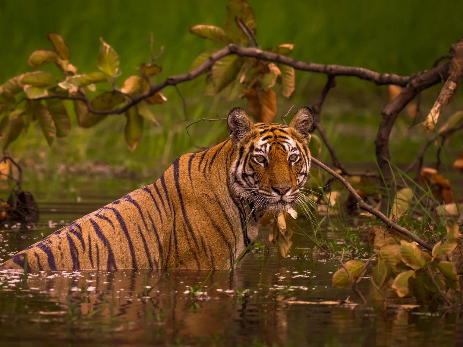 Thailand Wild Kingdom