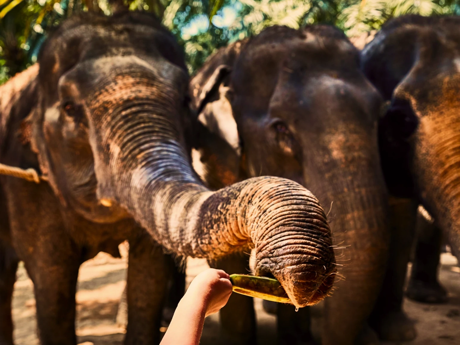 Thailand Wildlife Explorer