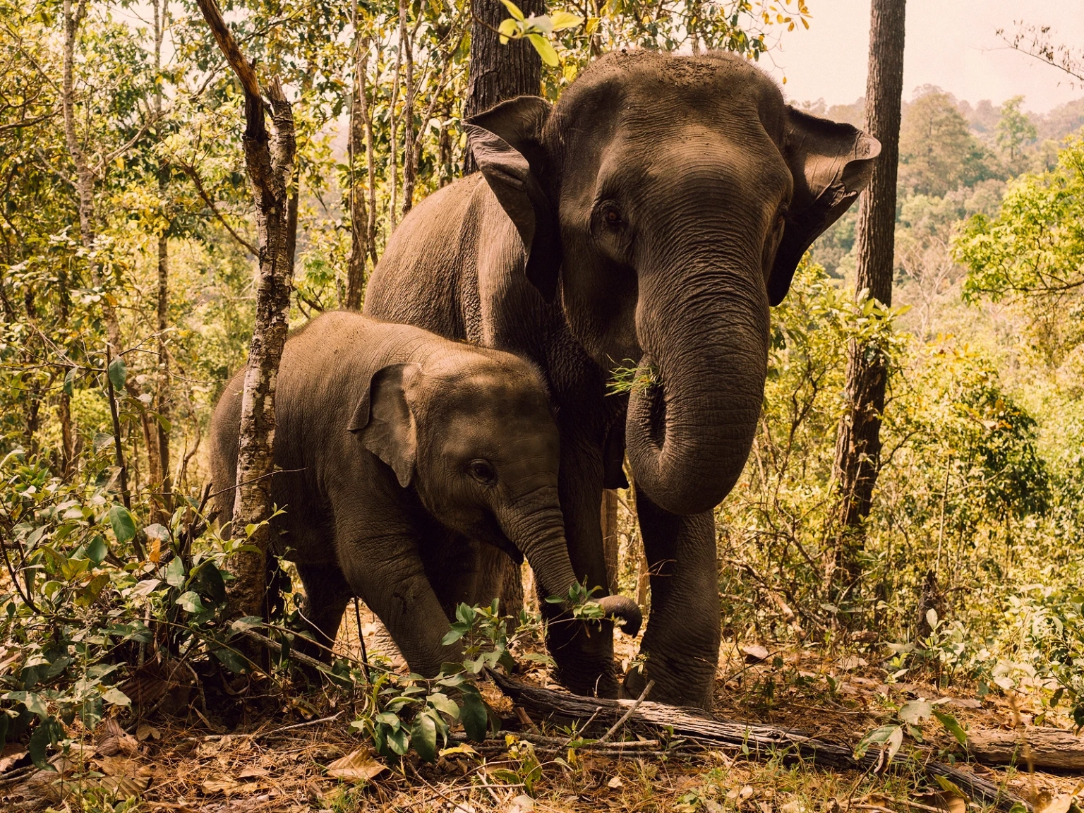 Thrills of Thailand