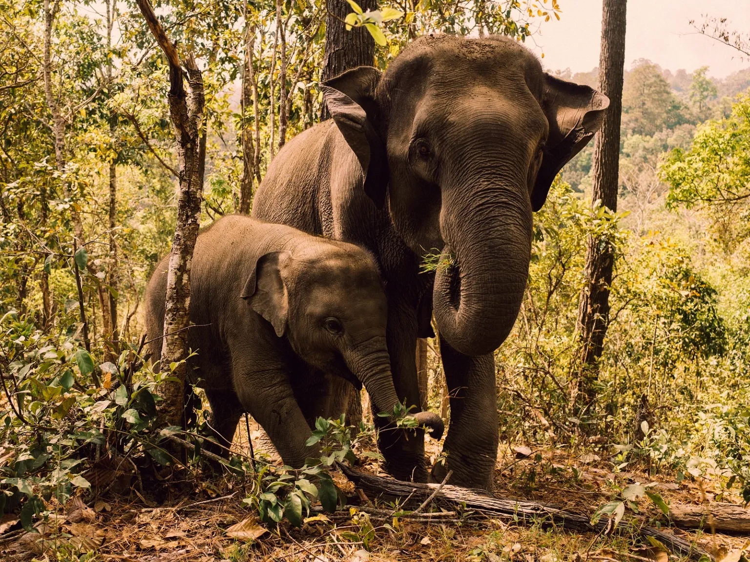 Thrills of Thailand