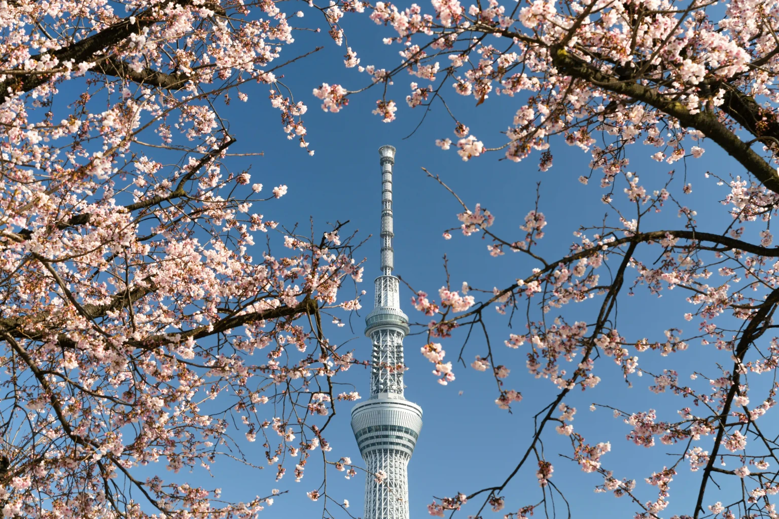 Tokyo Skytree1.jpg
