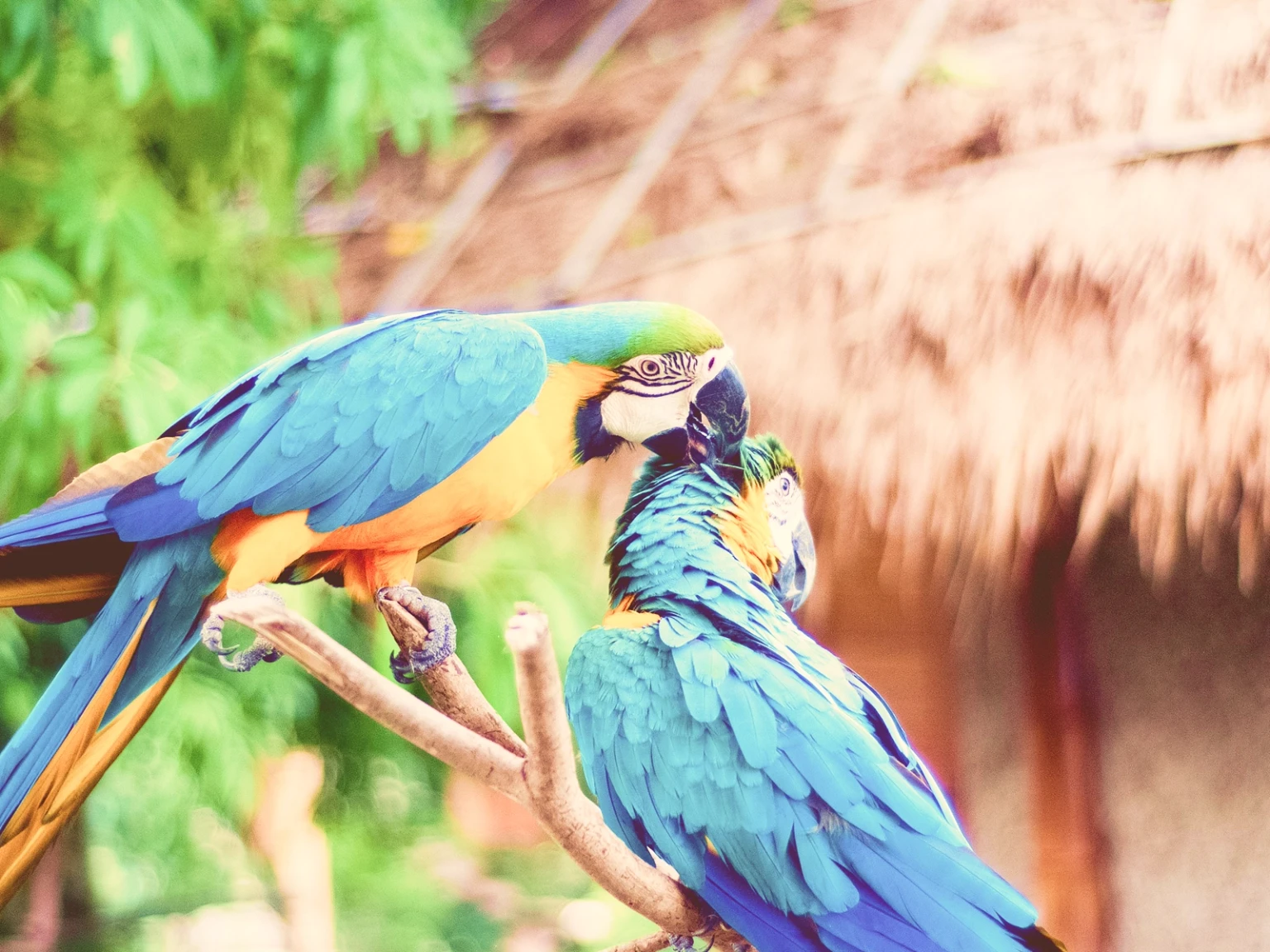 Tribe Safari Thailand