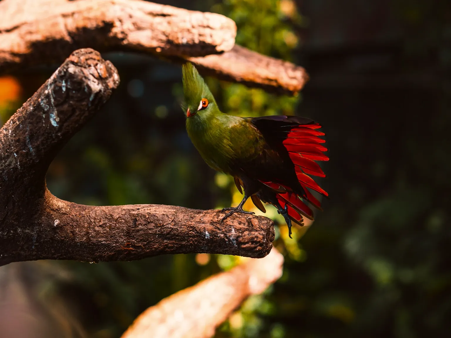 Tropical Nature Escape