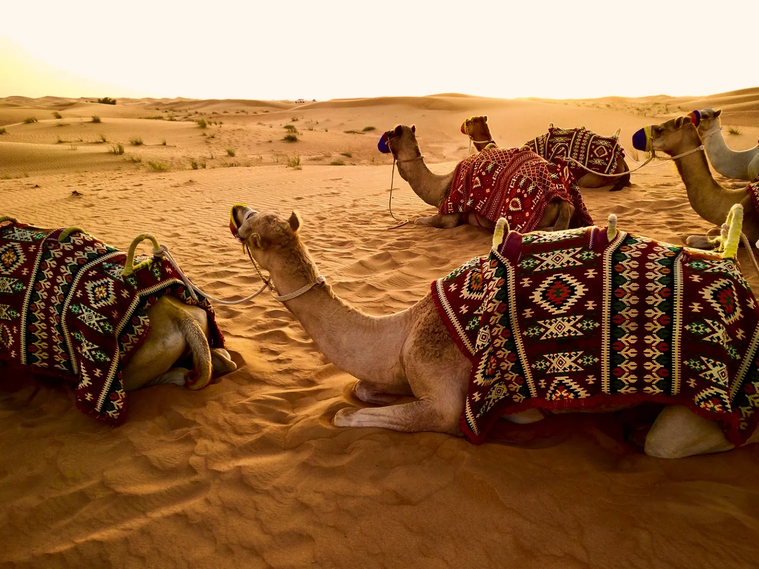 UAE Wanderer