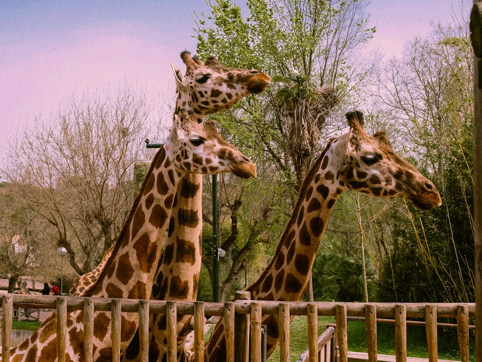 UAE Wild Kingdom