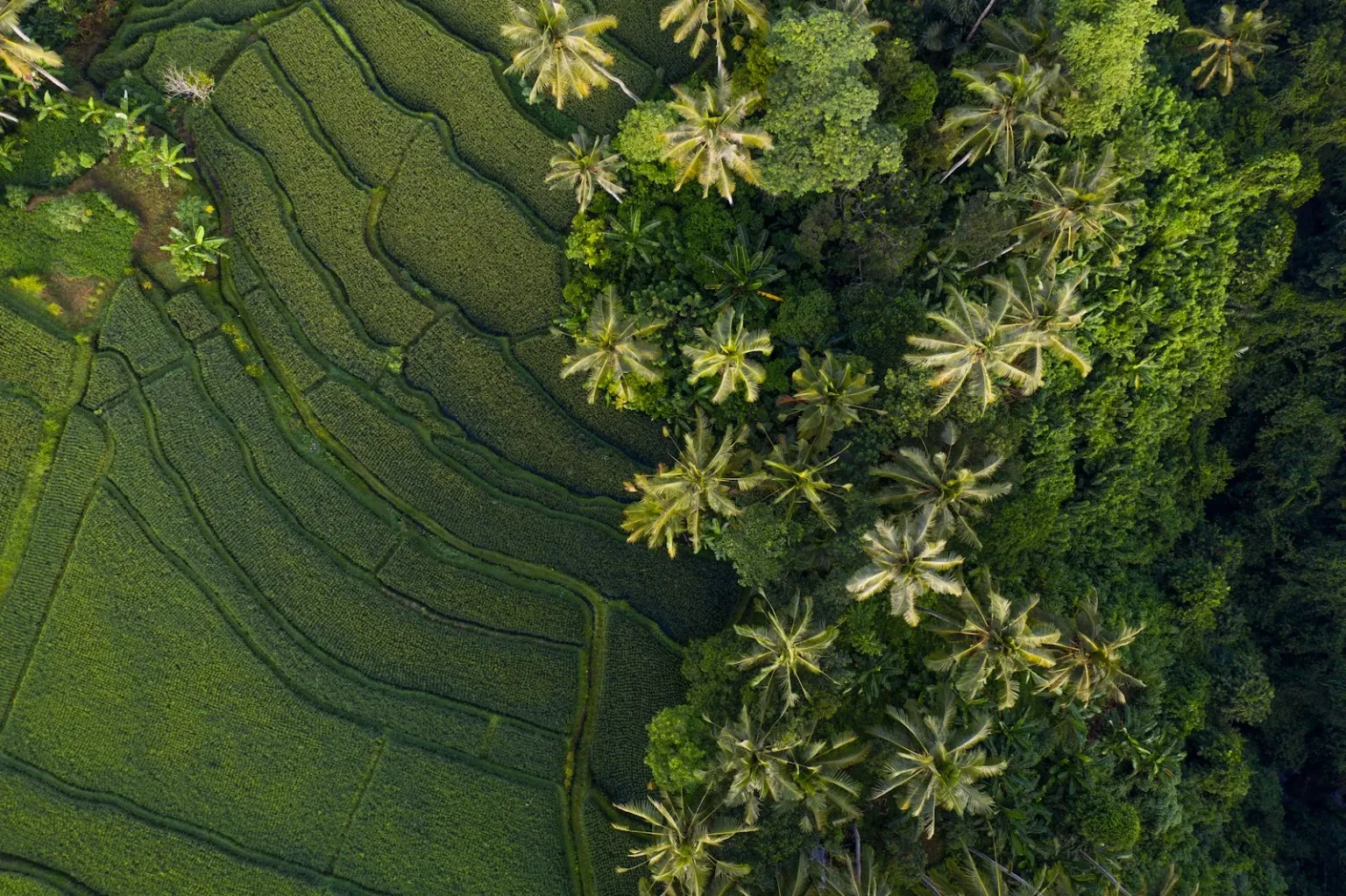 ubud_bali_unsplash_SsqqO1COB18.jpg