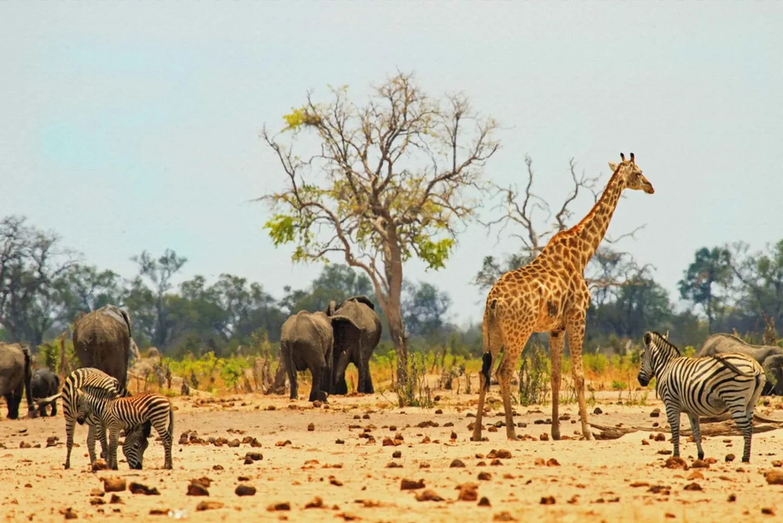 Victoria Falls & Hwange Grand Safari