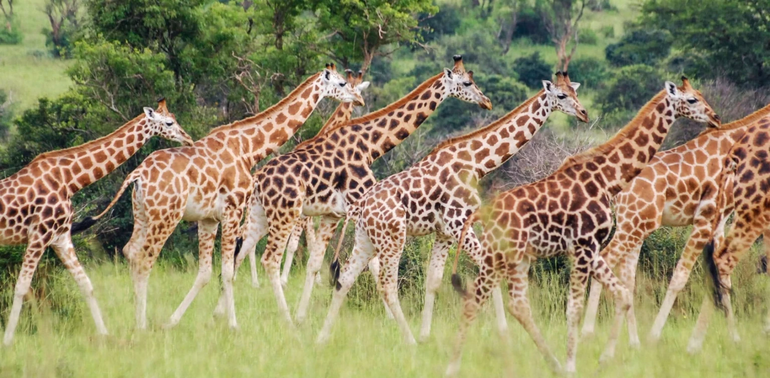 Victoria Falls With Chobe