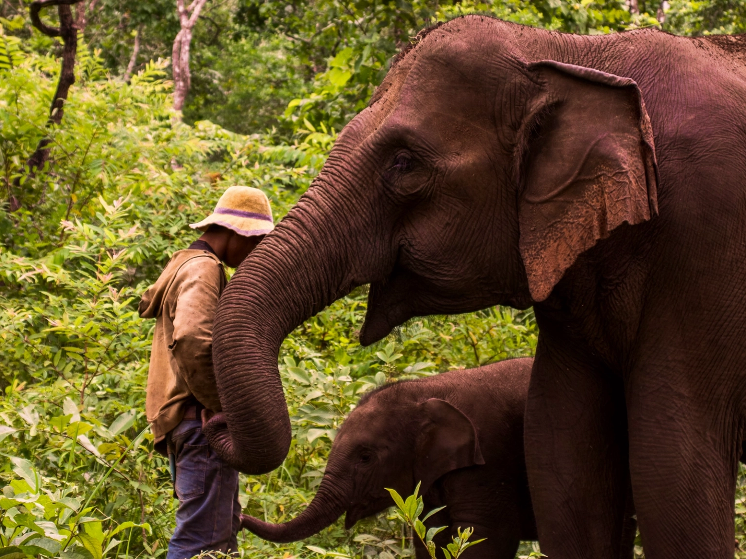 Vietnamese Wildlife Explorer