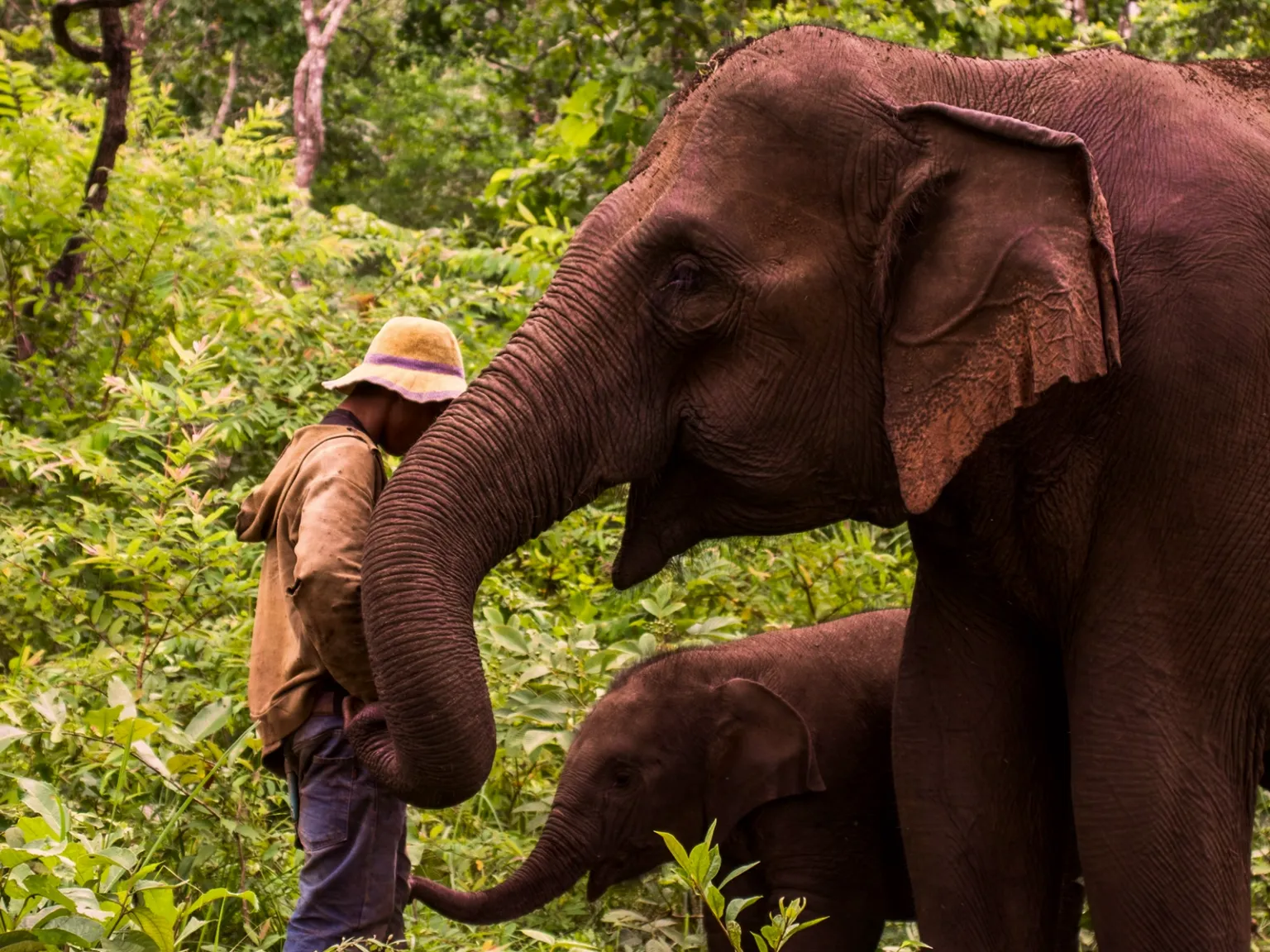 Vietnamese Wildlife Explorer
