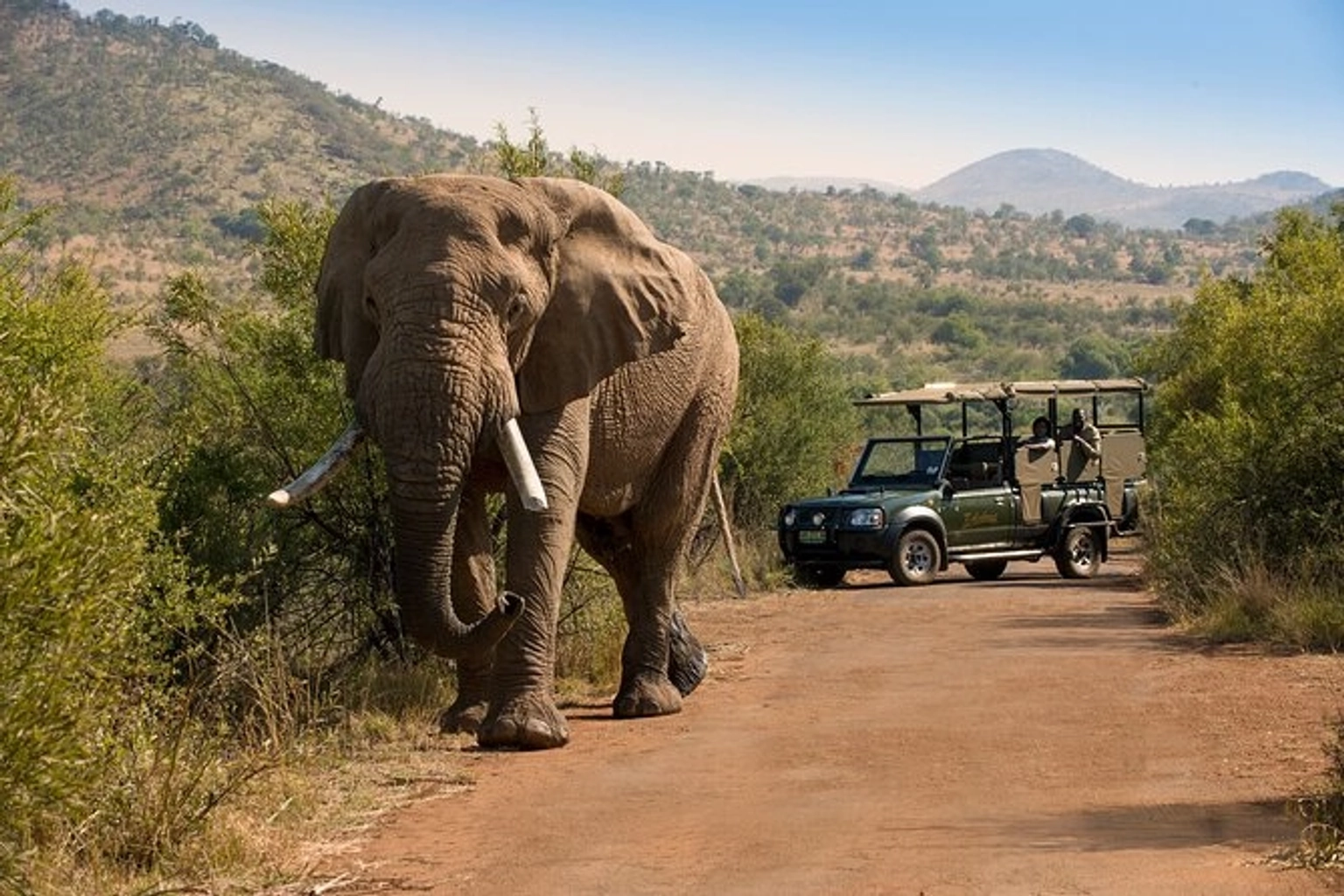 Wild & Wonderful South Africa